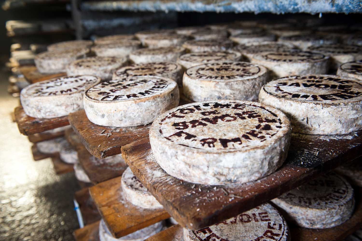 Is Cheese Good for Dogs? Dairy Dining Can Dogs Eat Bananas