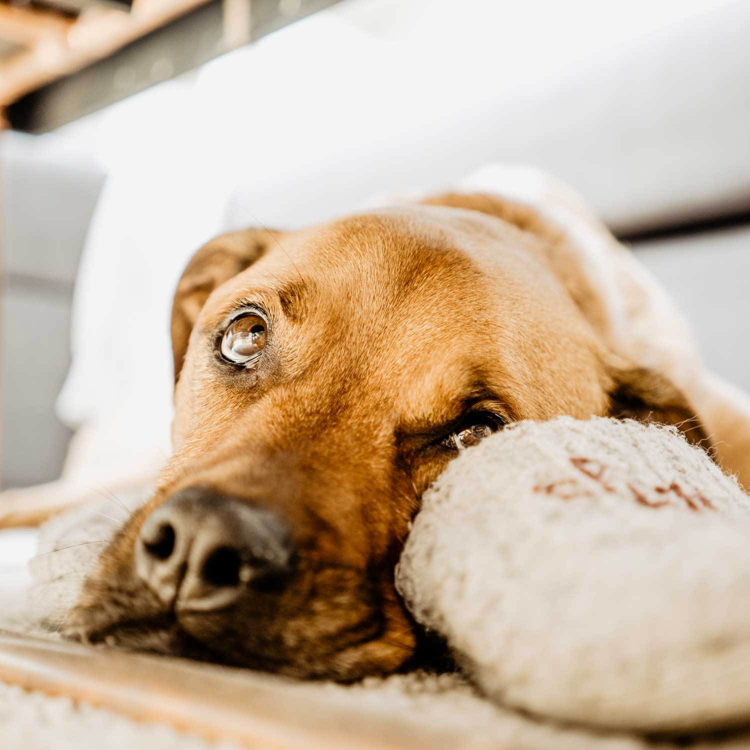 Can Dogs Have Sweet Potatoes? Sweet Puptato Can Dogs Eat Bananas